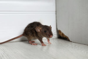 A grey rat