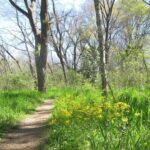 rowlett nature trail